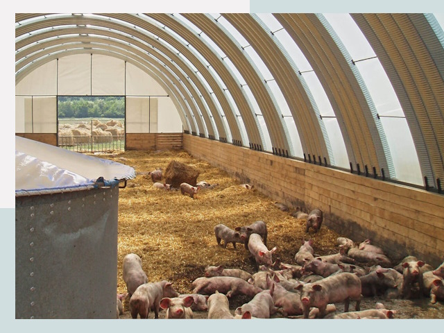 Строительство свинарников в Гусе-Хрустальном